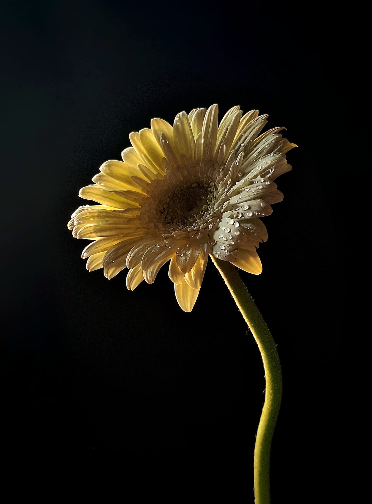 Yellow Daisy Flower